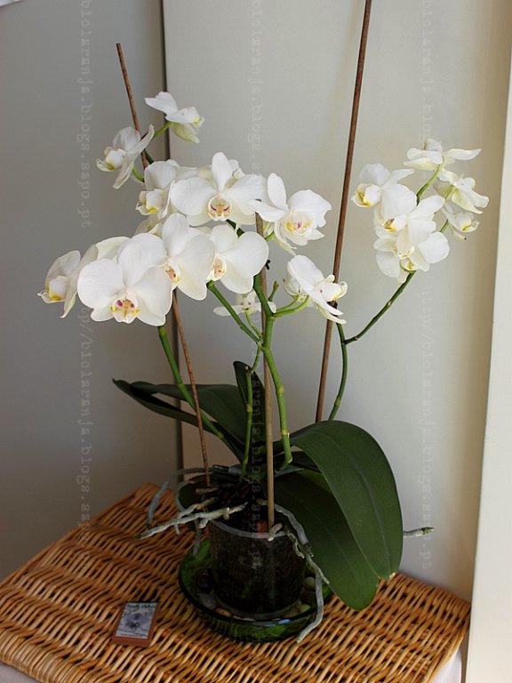 Phalaenopsis - (c) 2010