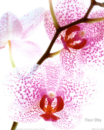 Flores Feng Shui