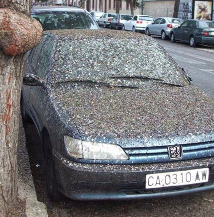 Imagem de um carro todo sujo por causa dos pássaros.