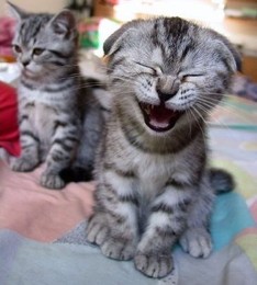 Imagem de um gatinho a rir.