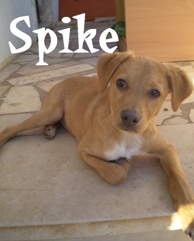 Spike.JPG
