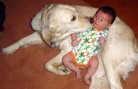 Imagem de um cão a cheirar um bebé que parece estar muito assustado com a situação.