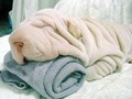 Cão ou toalha?