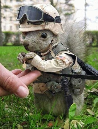 Foto de um esquilo militar